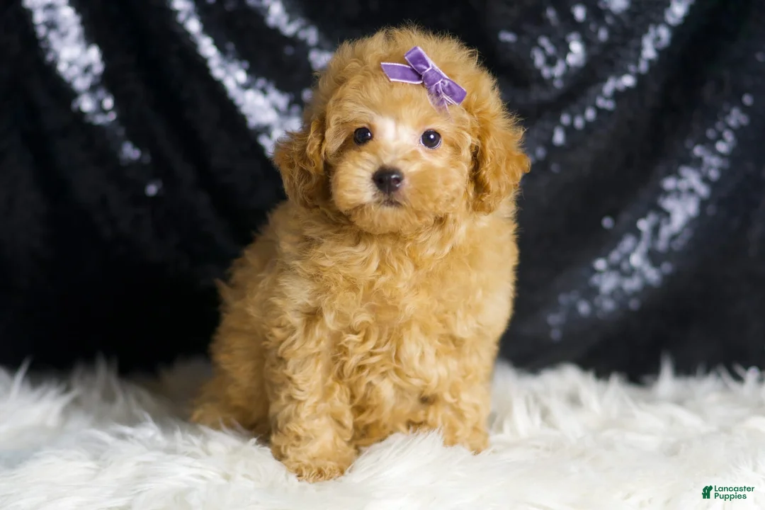 Toy Poodle dogs for sale: Pixie - Ad 2