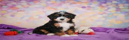 Mini Bernedoodle dogs for sale: Sandy - Ad 1