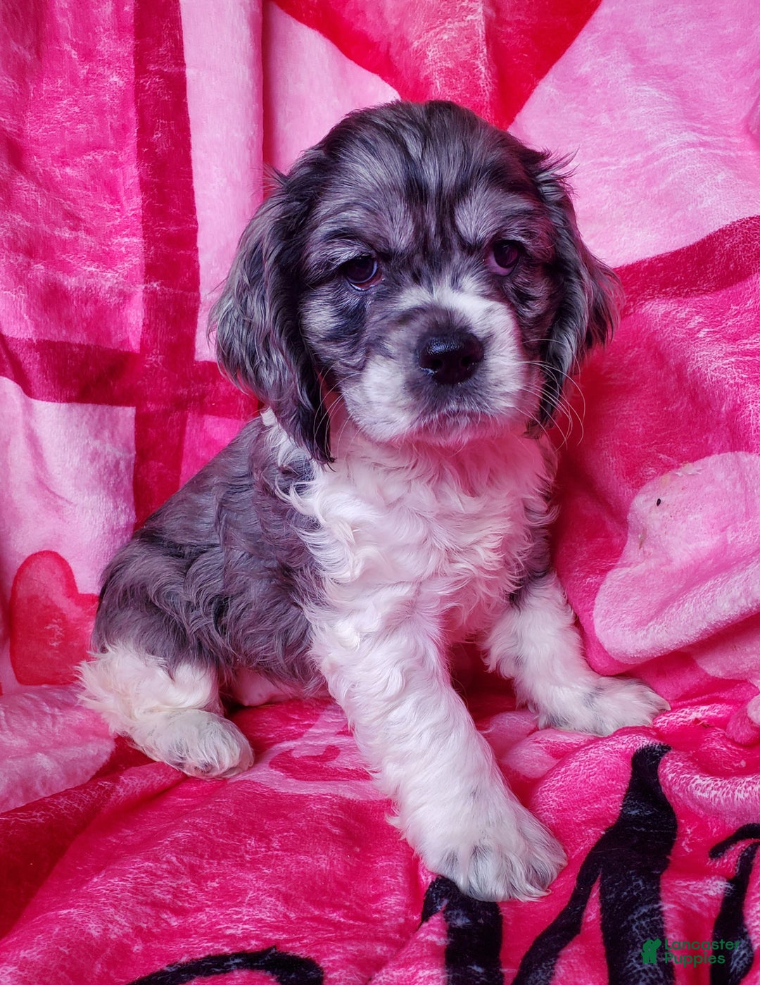 Cocker Spaniel dogs for sale: Nova - Ad 2