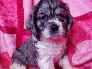 Cocker Spaniel dogs Nova - Ad 14