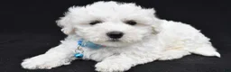 Maltipoo dogs for sale: Bryson - Ad 6