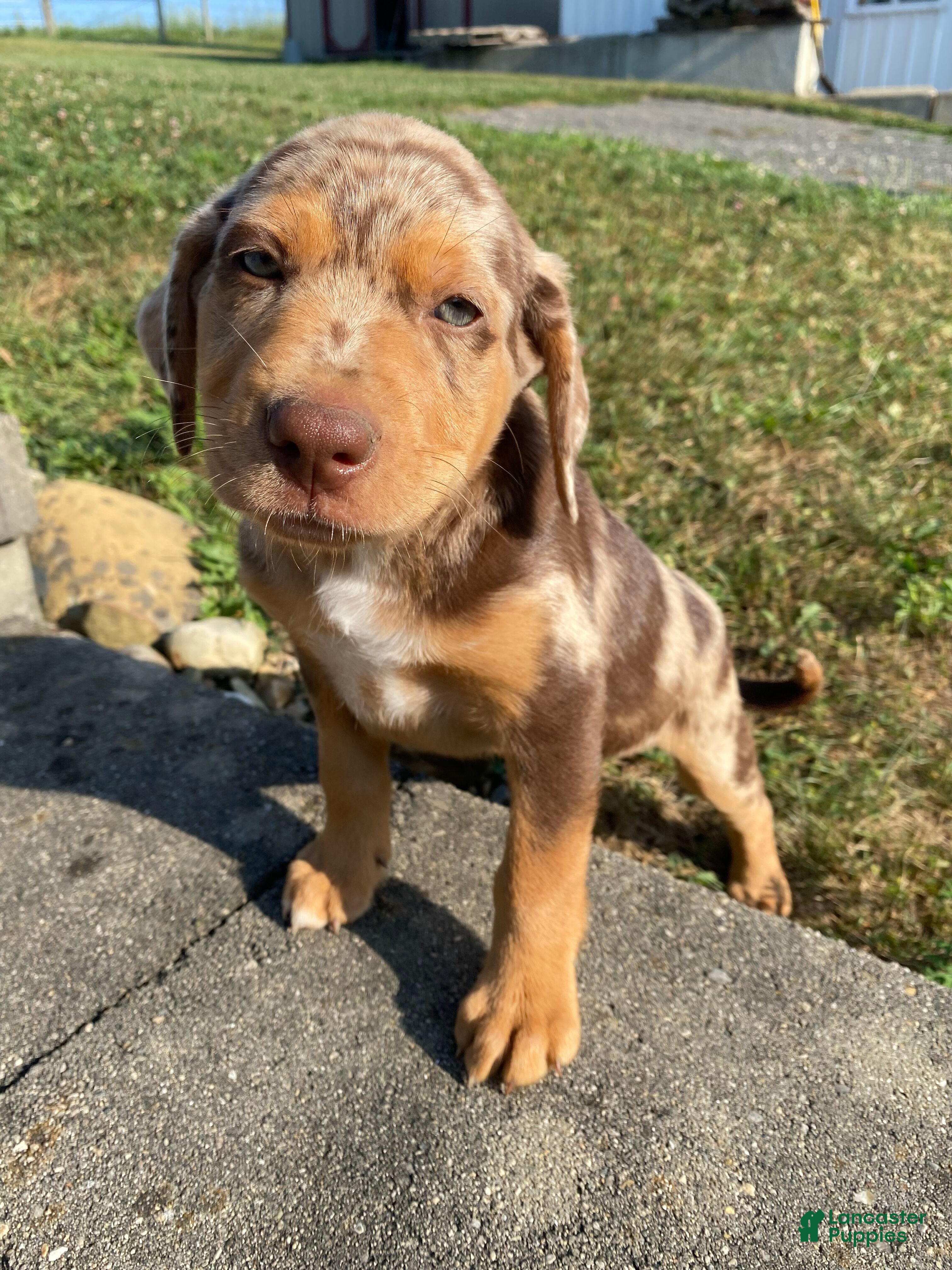 Mixed Breed dogs Arlo - Ad 1