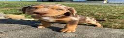 Mixed Breed dogs for sale: Arlo - Ad 1