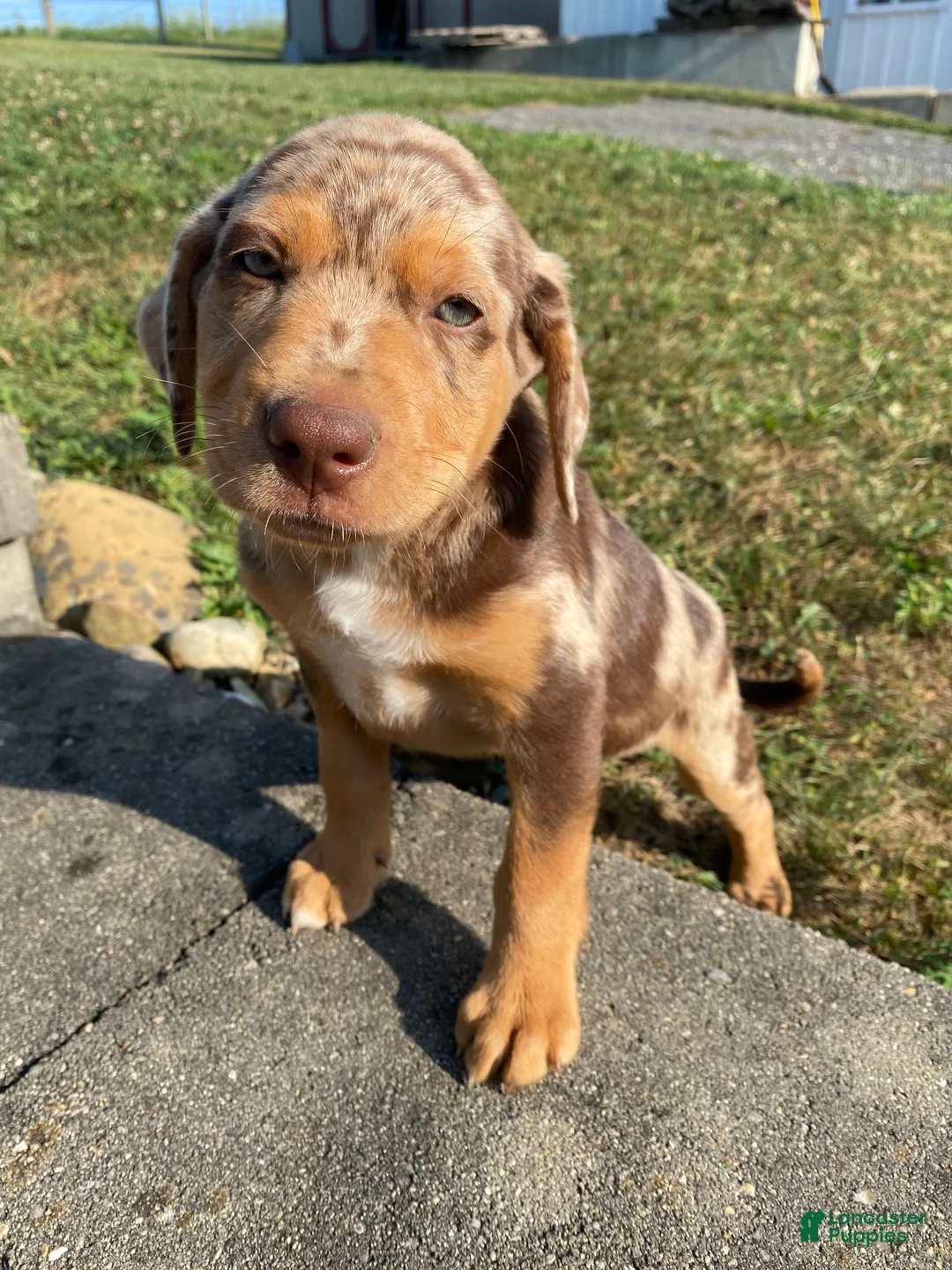 Mixed Breed dogs for sale: Arlo - Ad 1