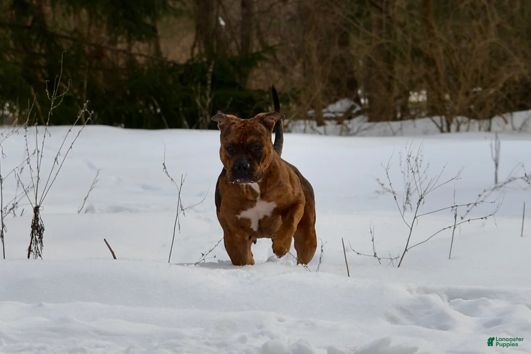 American Bully dogs for sale: American Bully 2 - Ad 2
