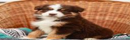 Australian Shepherd dogs for sale: Reba - Ad 4