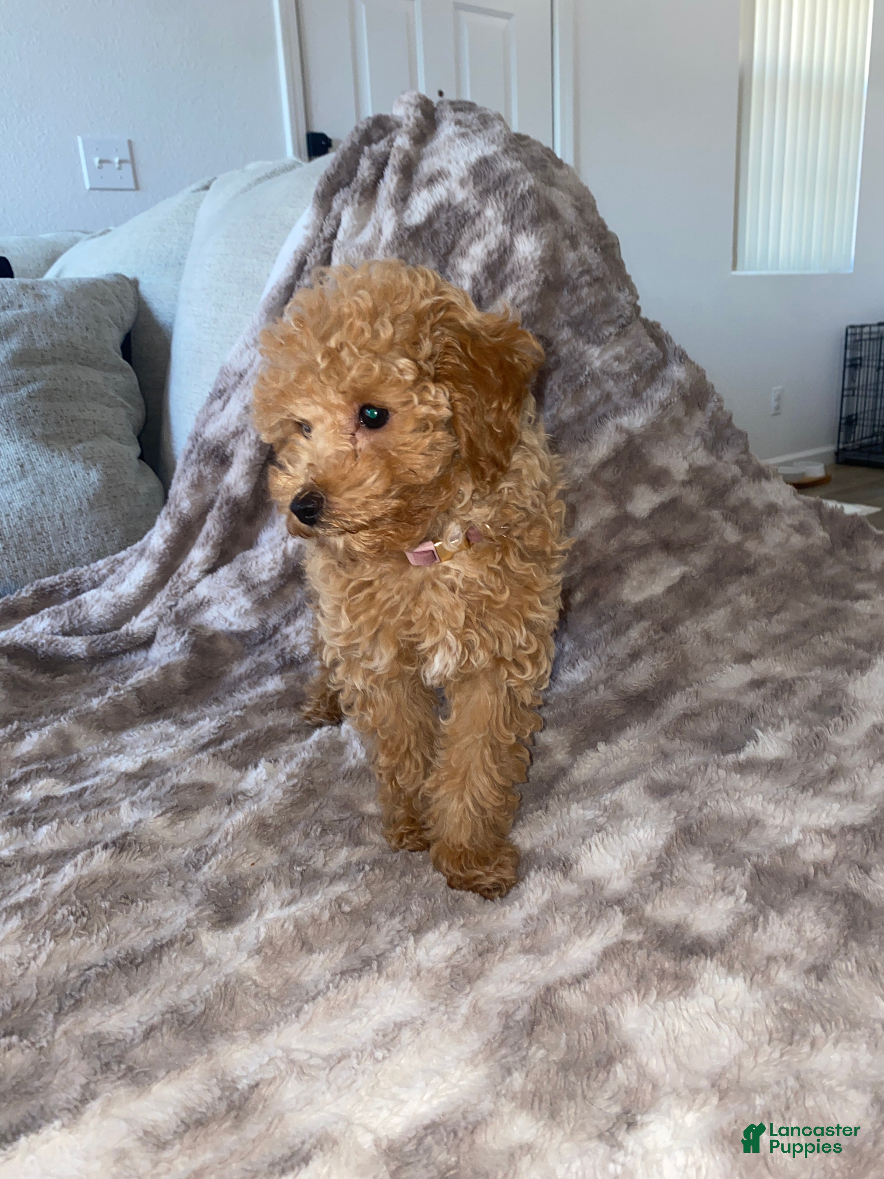 Toy Poodle dogs Toy Poodle Puppy  - Ad 40