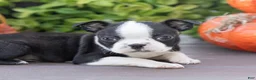 Boston Terrier dogs for sale: Charlie Boston Terrier  - Ad 4
