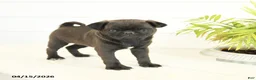 Pug dogs for sale: Princess - Ad 2