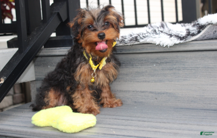 Yorkiepoo dogs Enzo - Ad 2