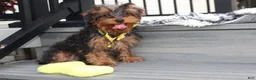 Yorkiepoo dogs for sale: Enzo - Ad 2