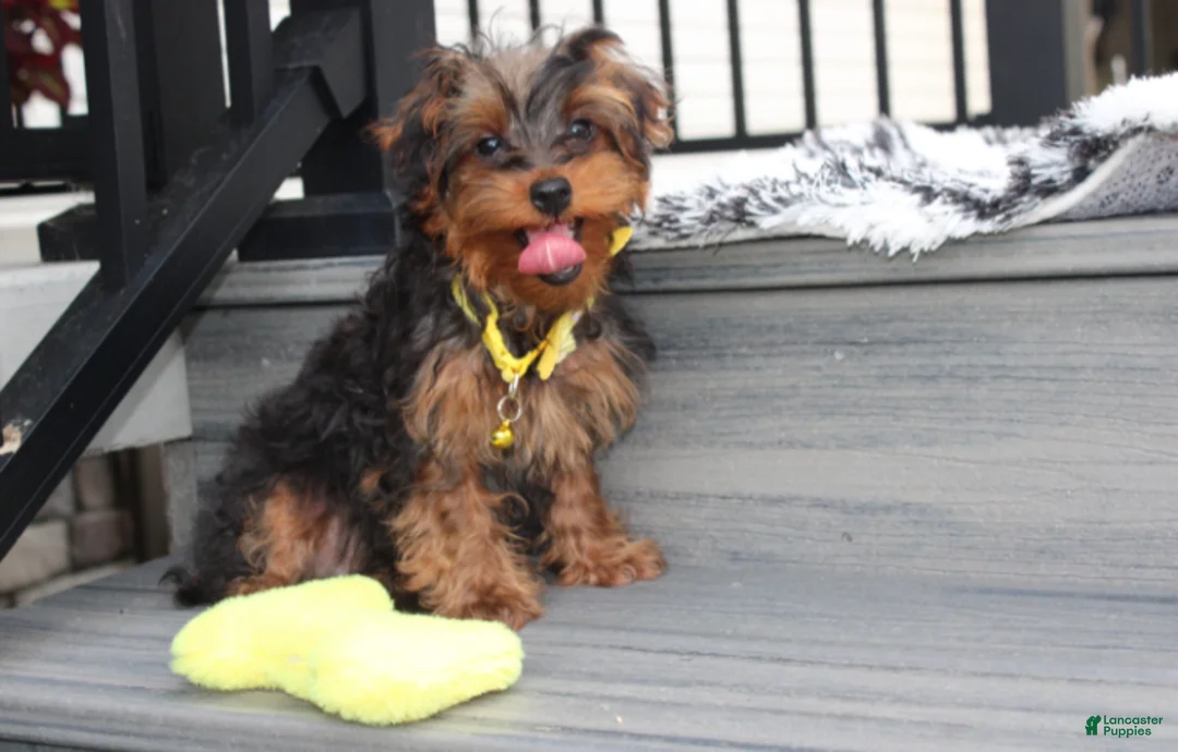 Yorkiepoo dogs for sale: Enzo - Ad 2