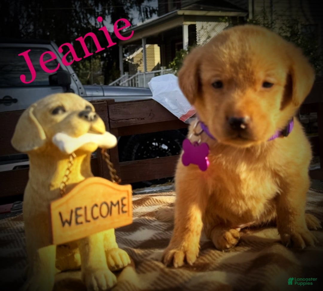 Labrador Retriever dogs for sale: Labrador Retriever Puppy 1 - Ad 1