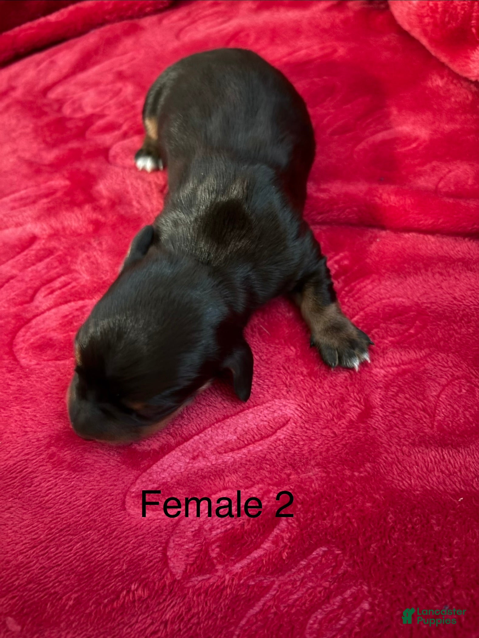 Miniature Dachshund dogs Miniature Dachshund 5 - Ad 1
