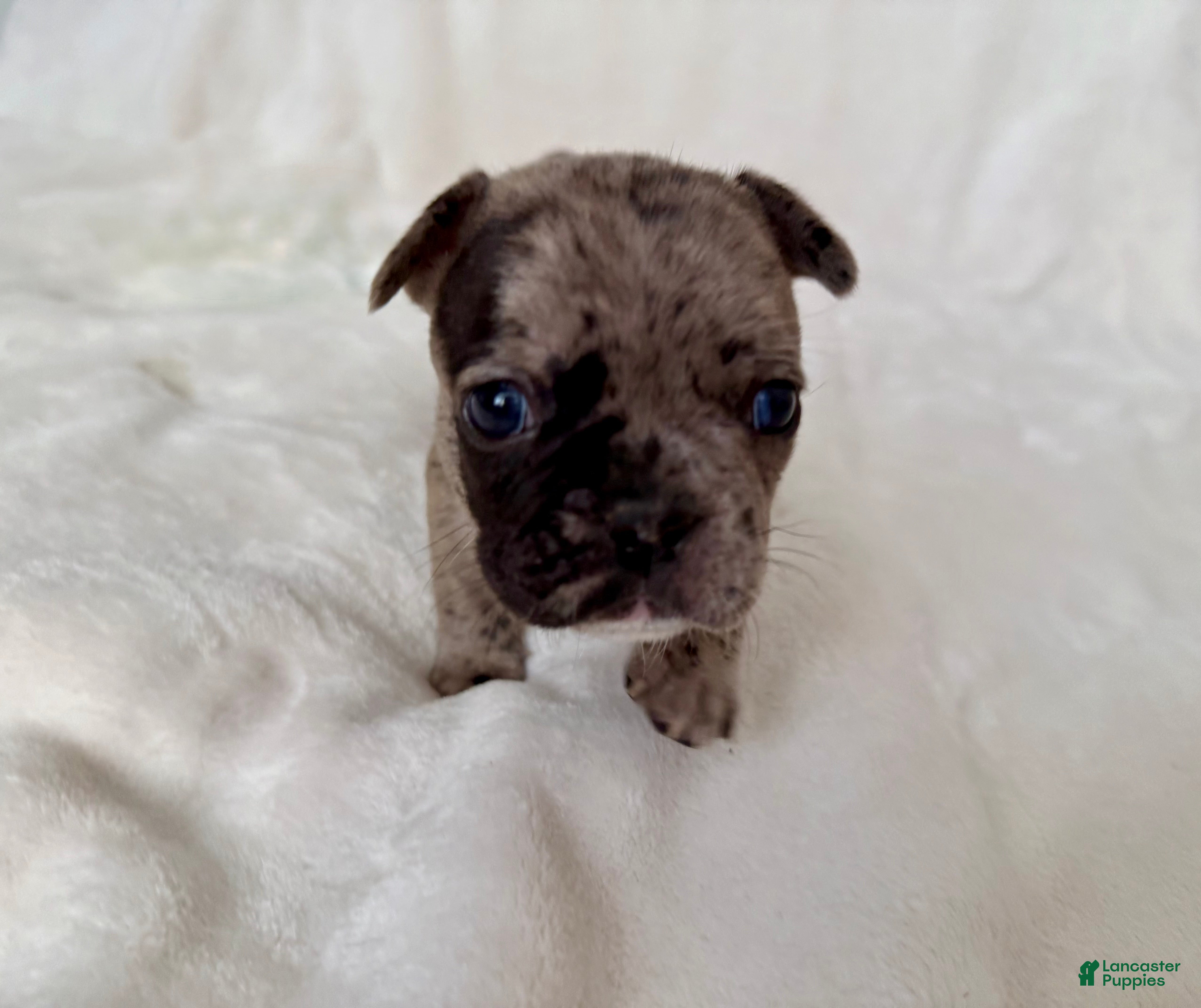 French Bulldog dogs  Patches - Ad 40