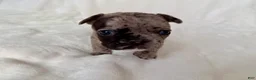 French Bulldog dogs for sale:  Patches - Ad 2
