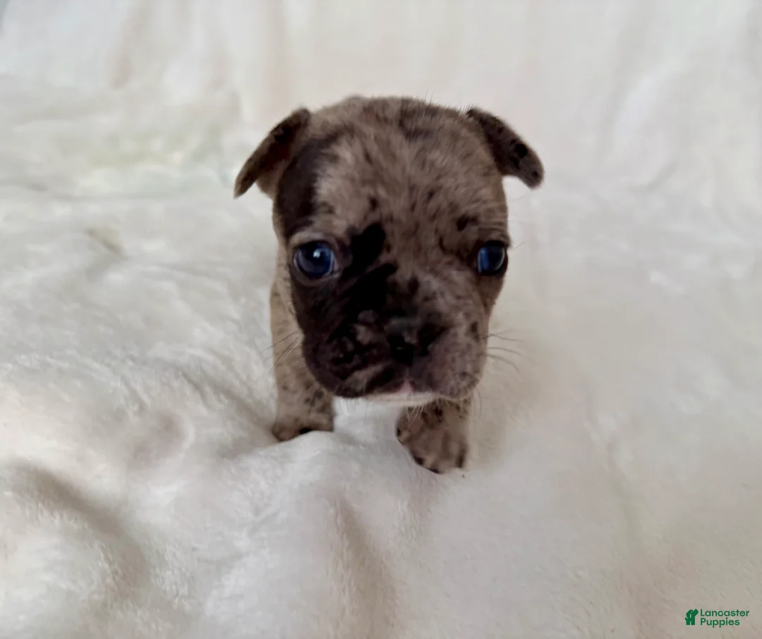 French Bulldog dogs for sale:  Patches - Ad 2