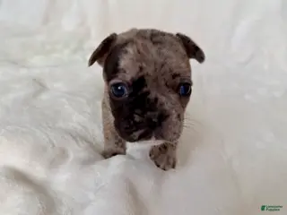 French Bulldog dogs Patches - Ad 40