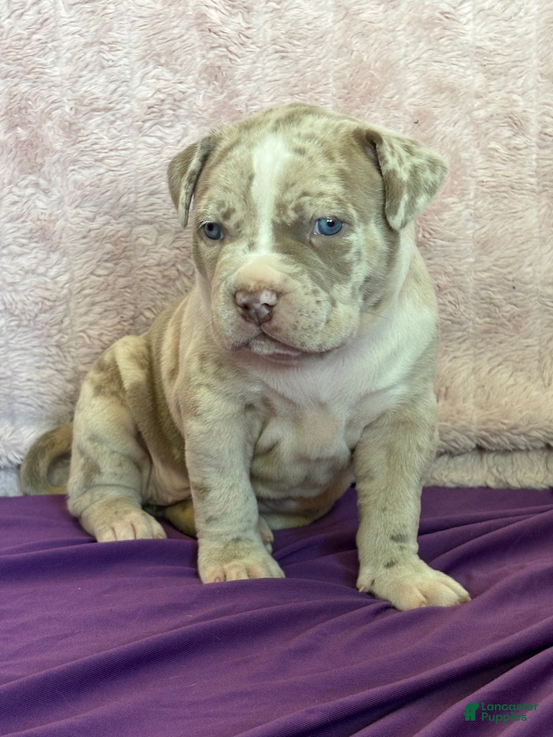 American Bully dogs for sale: FIJI The XL Bully - Ad 4