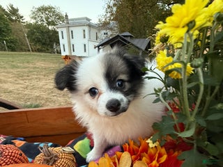 Pomeranian dogs - Ad 12