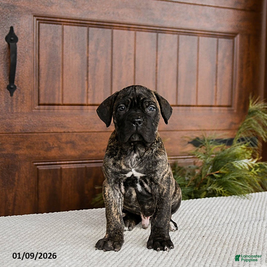 Cane Corso dogs for sale: Tank - Ad 4