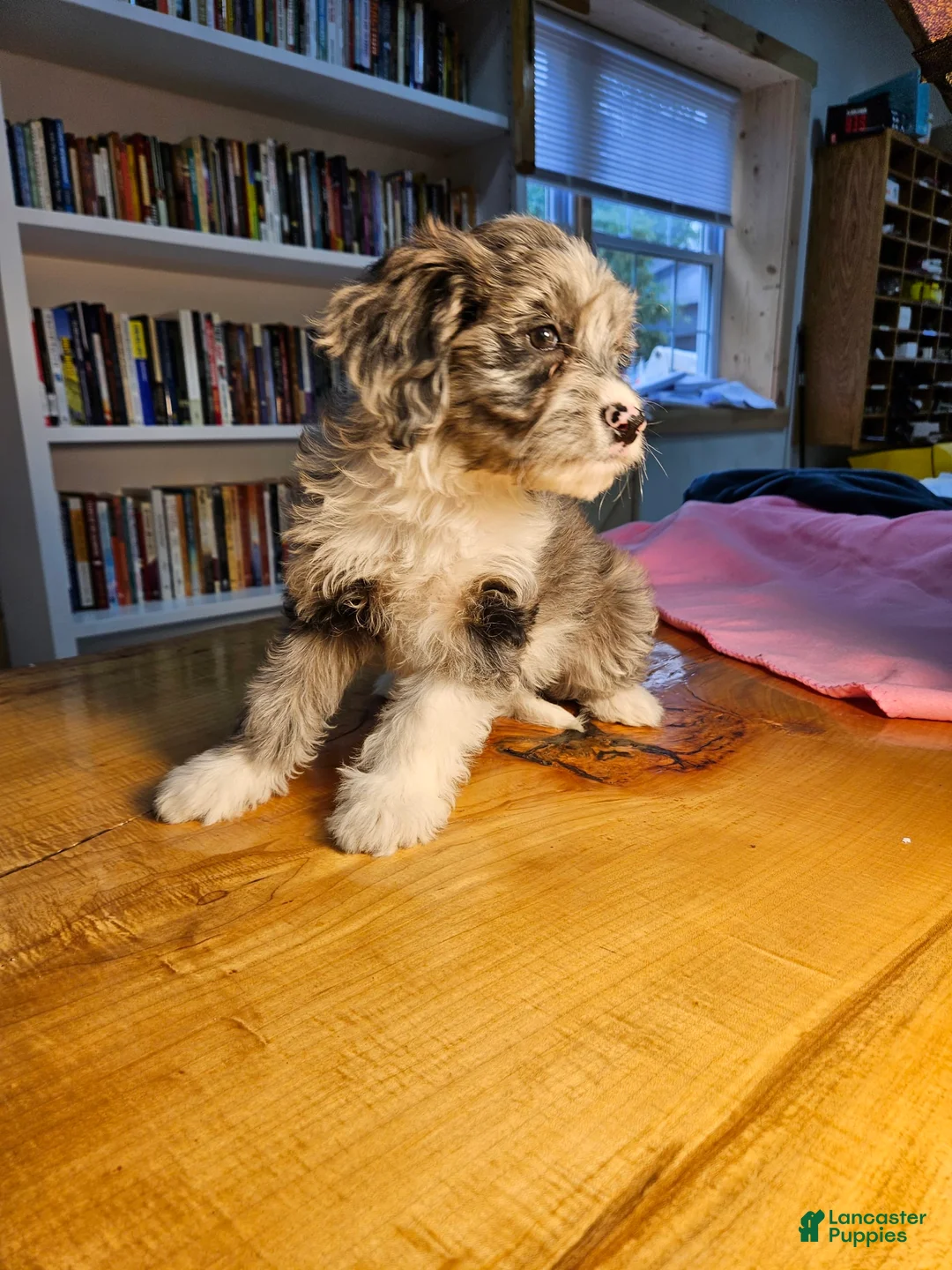 Mixed Breed dogs for sale: Skylar - Ad 5