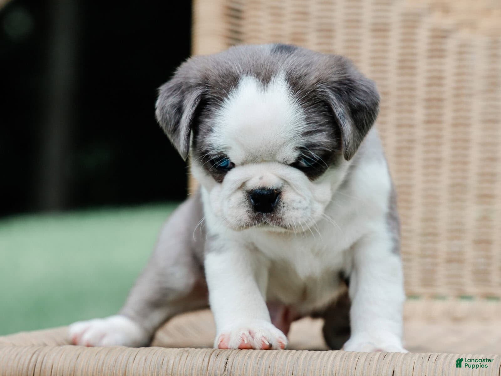 Pug dogs Jeffrey - Ad 1