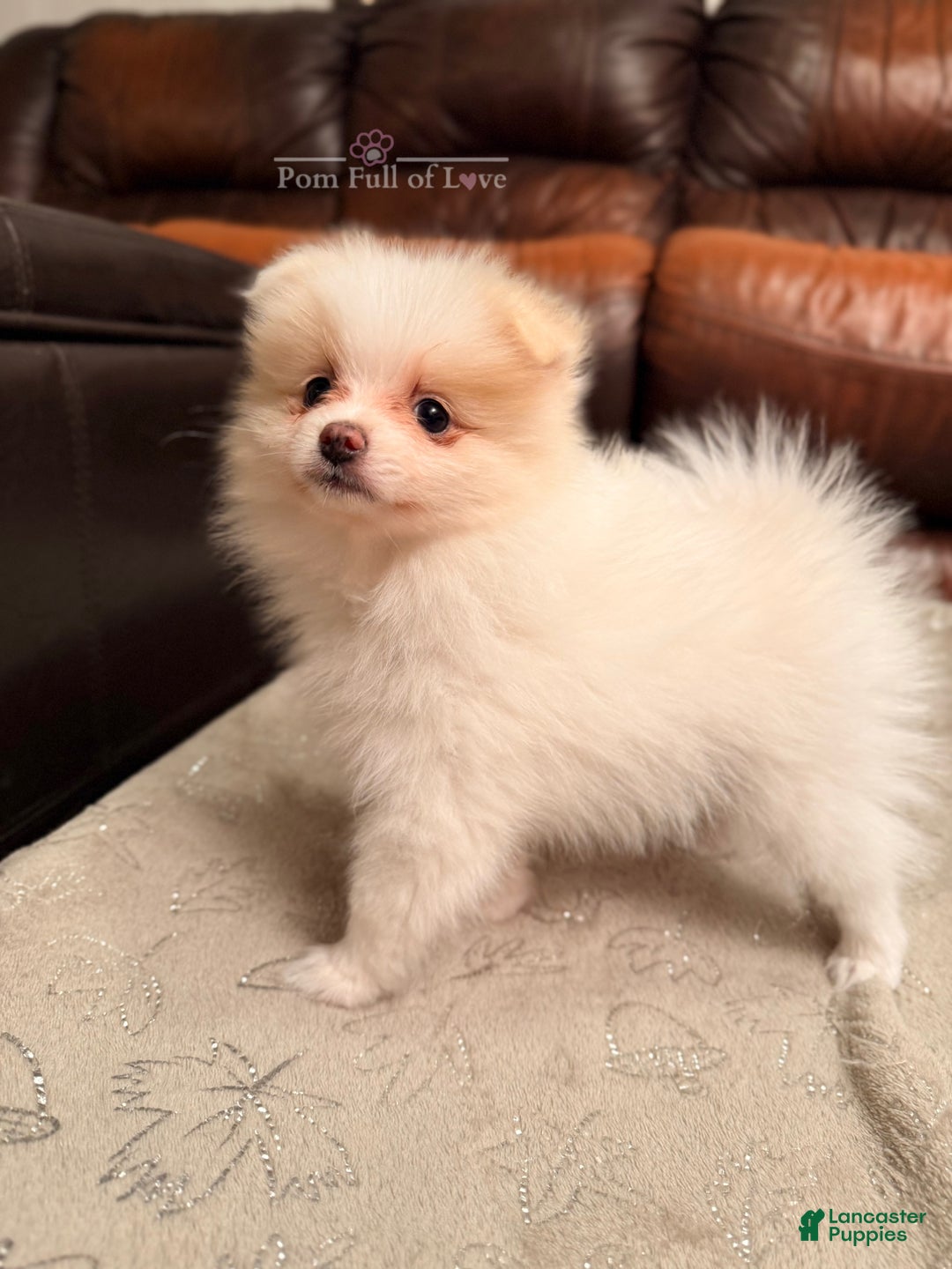Pomeranian dogs for sale: AKC Aurora - Ad 5