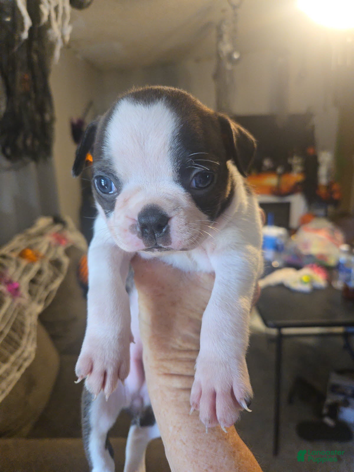 Boston Terrier dogs Rayes - Ad 1