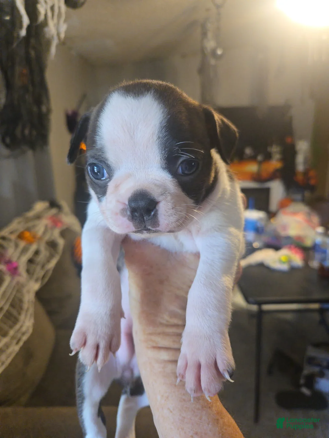 Boston Terrier dogs for sale: Rayes - Ad 1