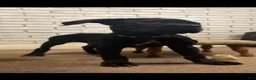 Cane Corso dogs for sale: Cane Corso pink - Ad 2