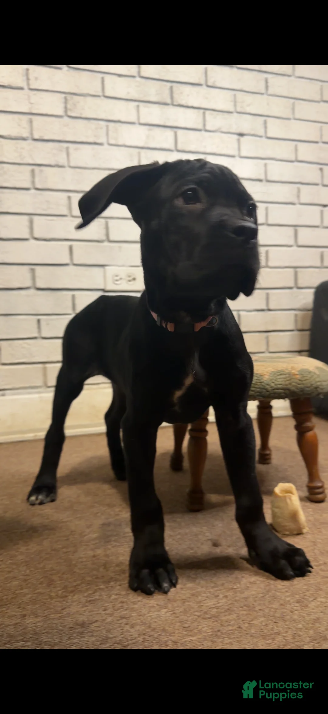 Cane Corso dogs for sale: Cane Corso pink - Ad 2