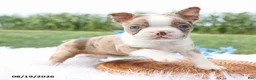 Boston Terrier dogs for sale: Reno - Ad 3