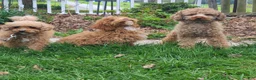 Miniature Poodle dogs for sale: Buck - Ad 2