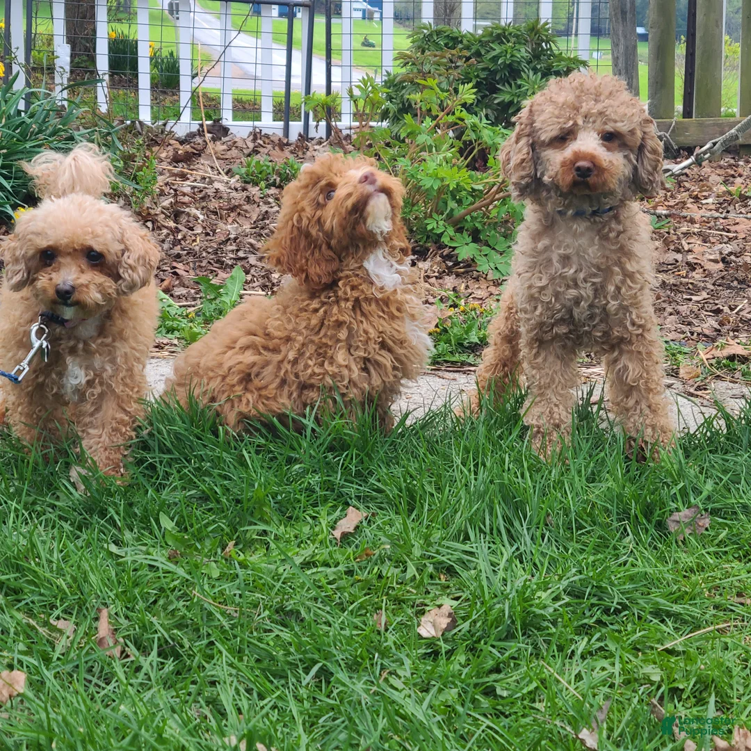 Miniature Poodle dogs for sale: Buck - Ad 2