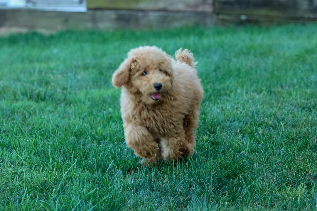Mini Goldendoodle dogs for sale: MAX - Ad 15