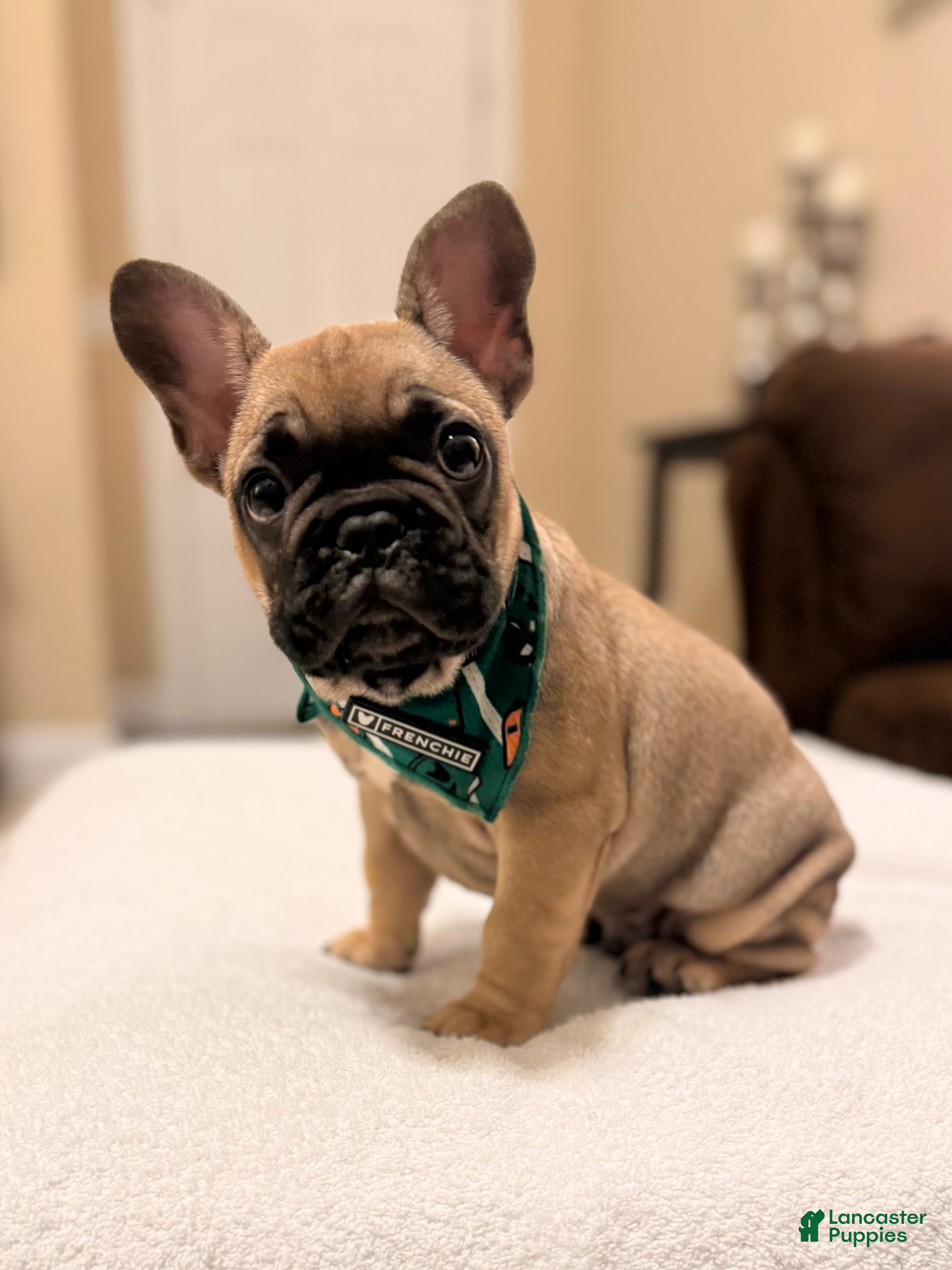 French Bulldog dogs 2 - Fawn Sable - Ad 32