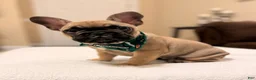 French Bulldog dogs for sale: 2 - Fawn Sable - Ad 1