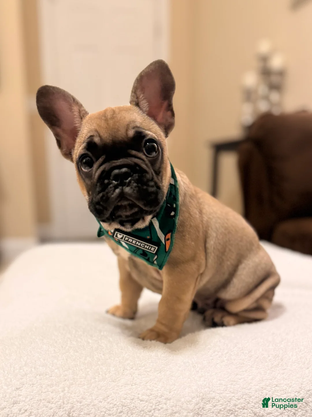 French Bulldog dogs for sale: 2 - Fawn Sable - Ad 1