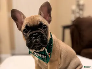 French Bulldog dogs 2 - Fawn Sable - Ad 32