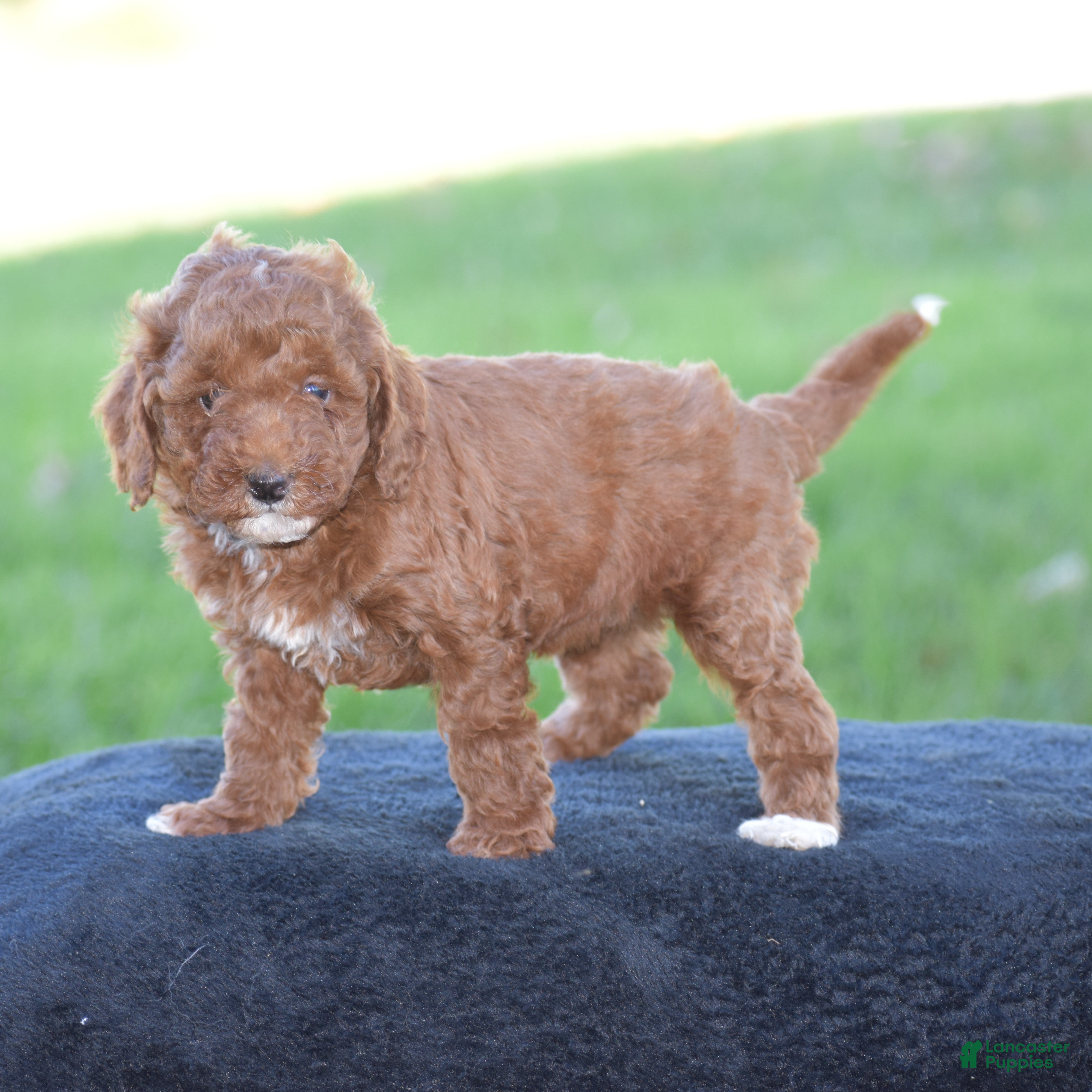 Miniature Poodle dogs for sale: Evlyn - Ad 2