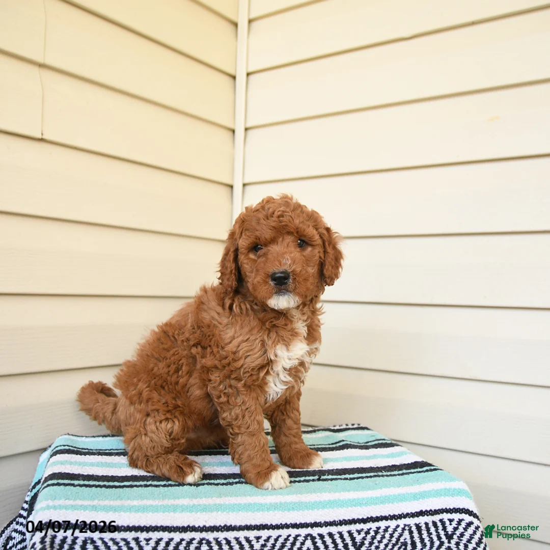 Goldendoodle dogs for sale: Eugene - Ad 3