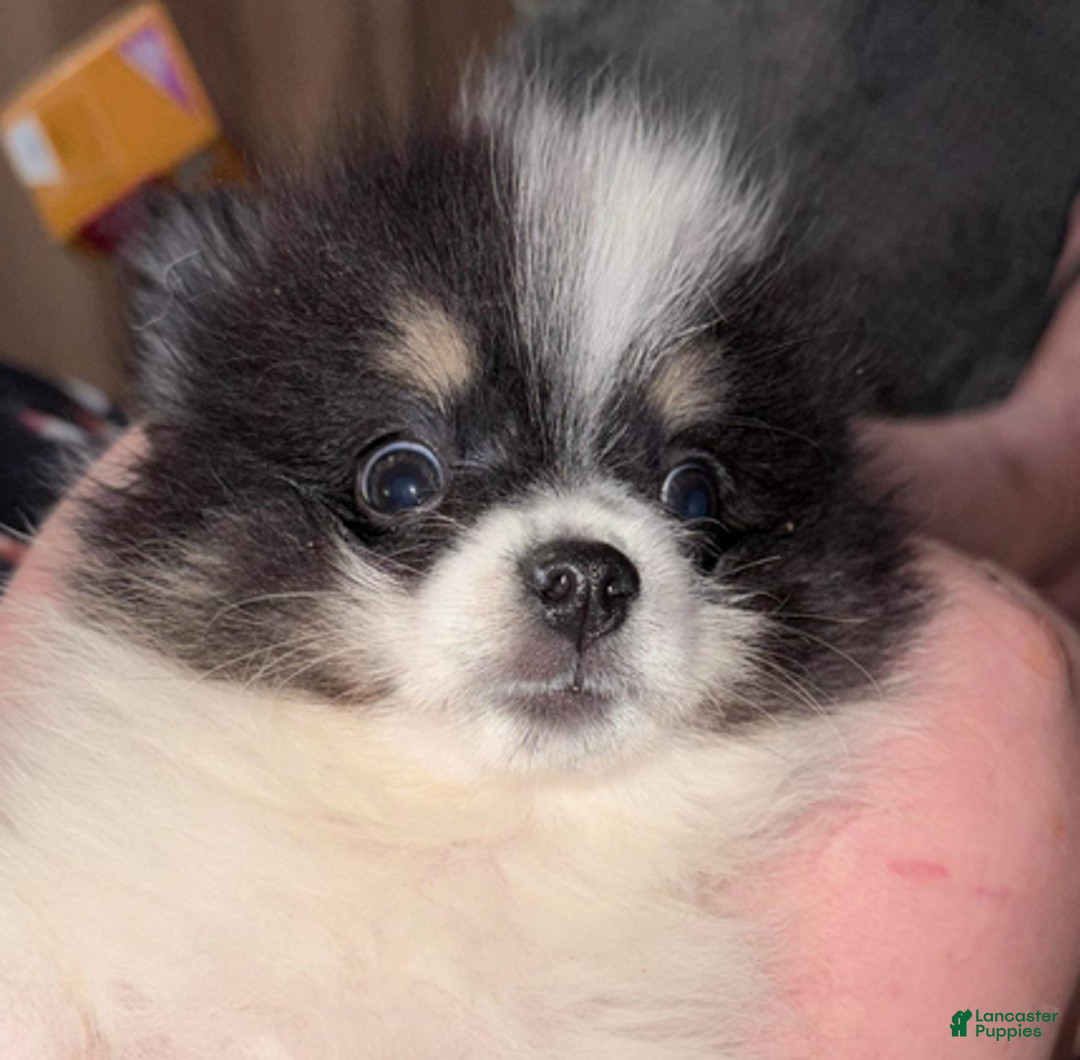 Pomeranian dogs for sale: Timothy - Ad 4