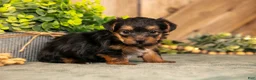 Yorkshire Terrier dogs for sale: Forest - Ad 1
