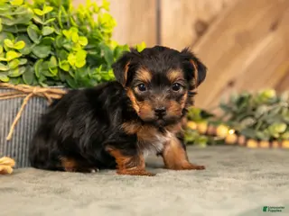Yorkshire Terrier dogs for sale: Forest - Ad 2