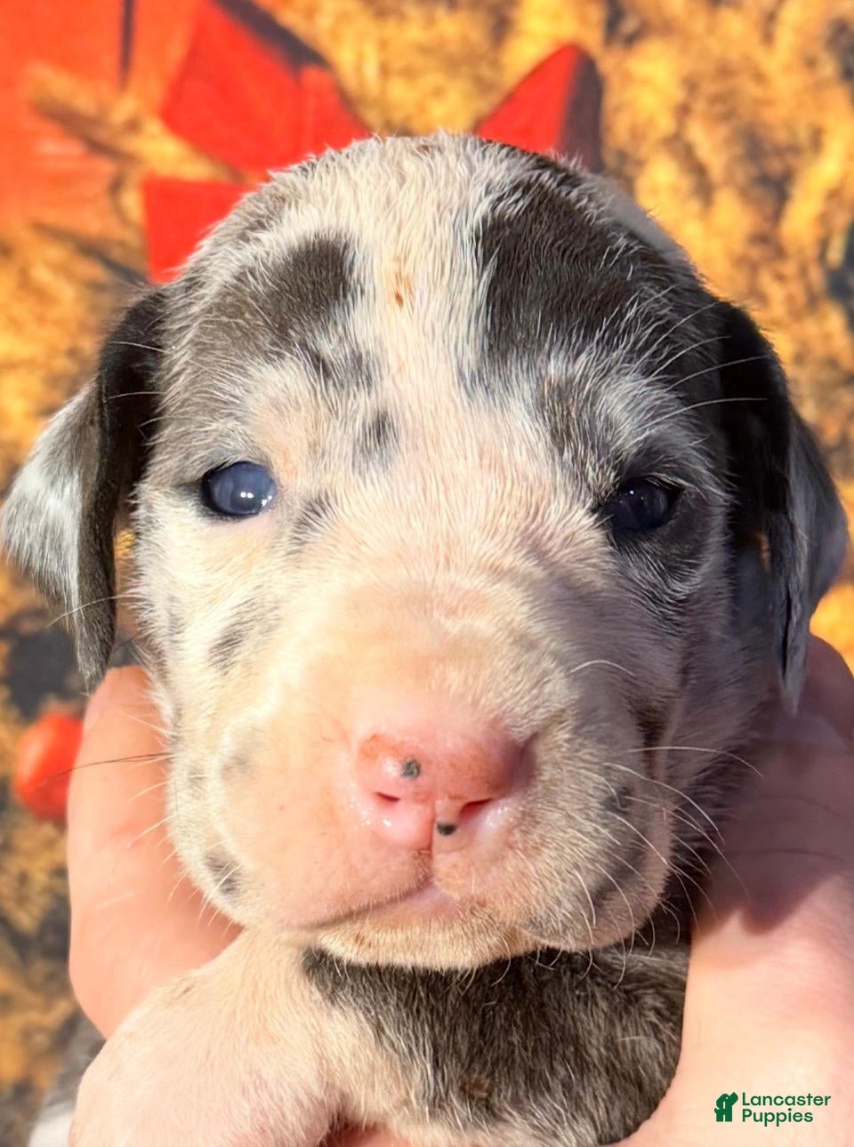 Great Dane dogs Whitney - Blue Harlequin - Ad 32