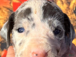 Great Dane dogs Whitney - Blue Harlequin - Ad 17