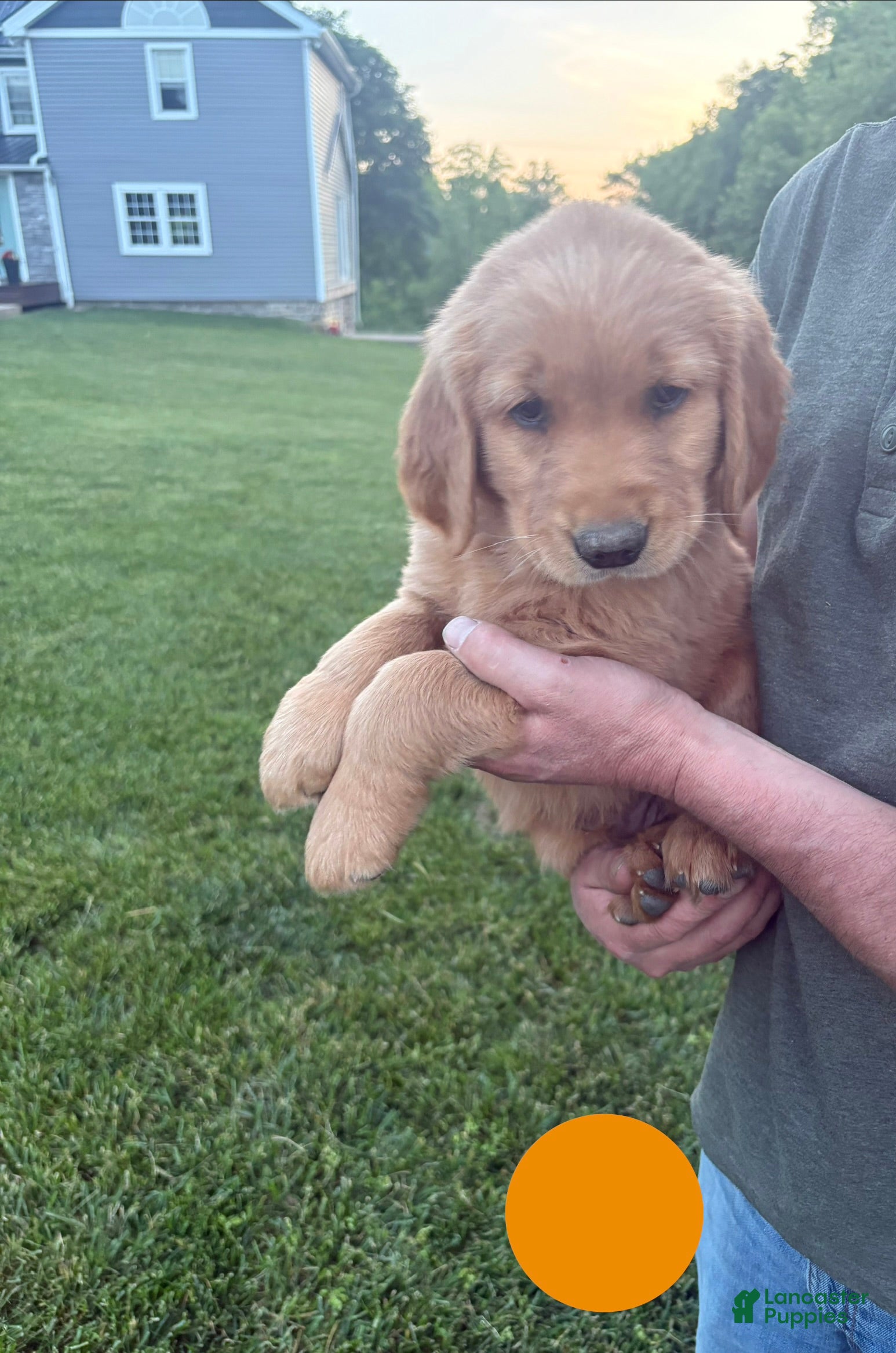 Golden Retriever dogs for sale: Jax - Ad 4
