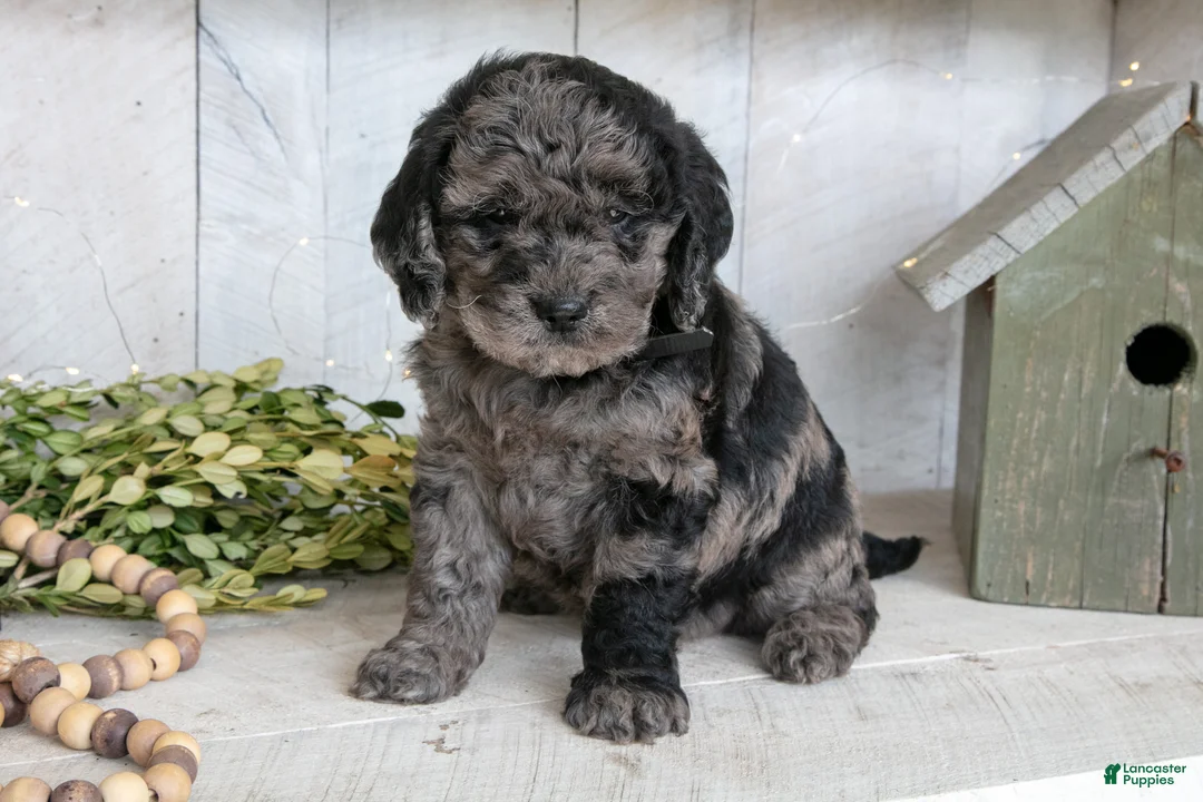 Miniature Labradoodle dogs for sale: Mia - Ad 2