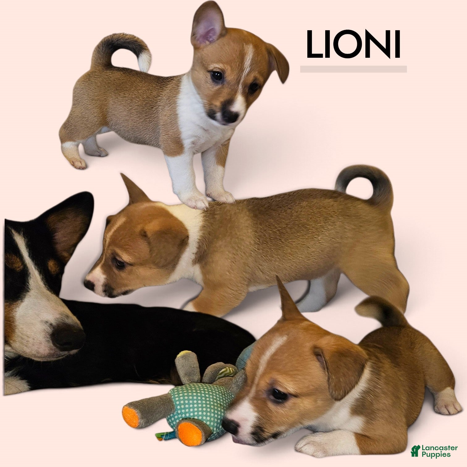 Mixed Breed dogs Leoni - Ad 1